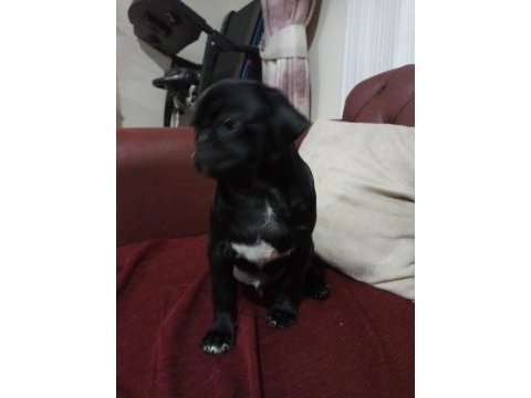 3 aylık siyah pug günü gelen aşıları yapıldı