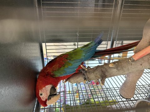 Belgeli çipli ara macaw papağanı citypetshop