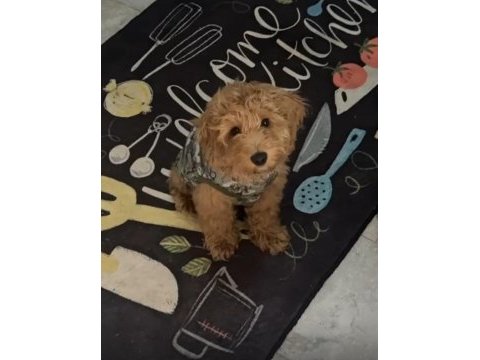 6 aylık oyuncu erkek maltipoo