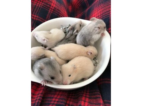 Suriye hamster yavrular ve tüm malzemeleri adrese teslim