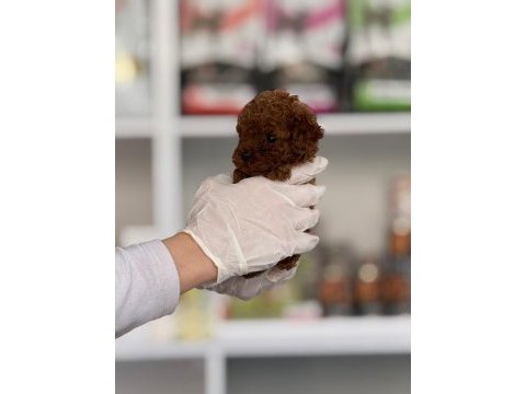 Aşılı çiş eğitimli toy poodle bebekler 