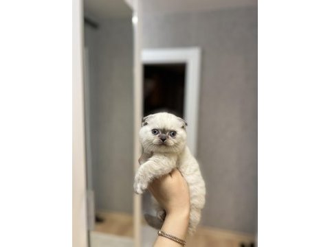 Scottish fold blue point yavrularım 
