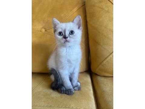 2.5 aylık british shorthair dişi