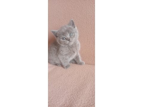 Aşılı 2 aylık erkek yavru british shorthair