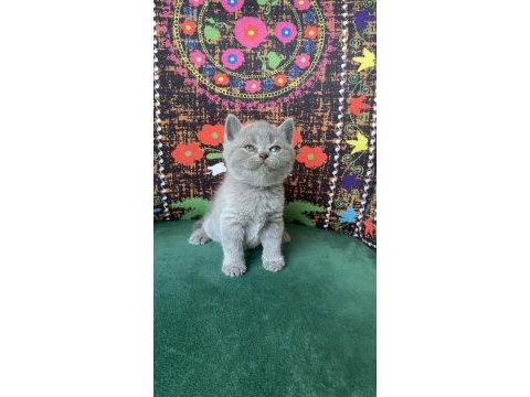 A kalite ayı kafa yavru kedimiz