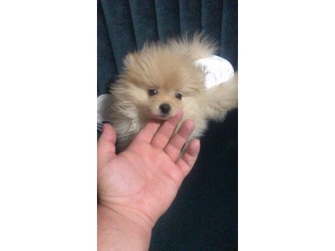 Pomeranian boo erkek dosta gider fp