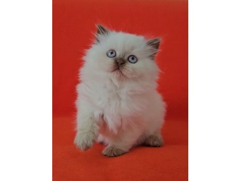 Cinnamon point british longhair yavru dişi