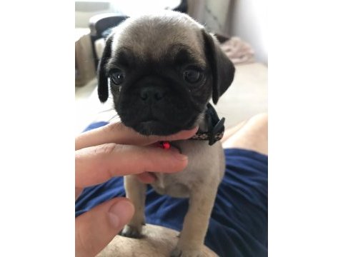 Acil sahiplendirilecek pug