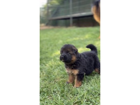 Orjinal alman kurdu köpeği