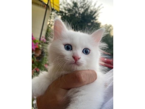 Birbirinden sevecen 3 tane van kedisi
