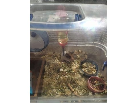 5 aylık erkek hamster