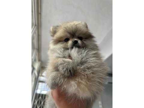 Dişi pomeranian