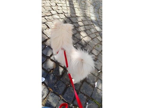 Pomeranian kızımıza yuva arıyoruz