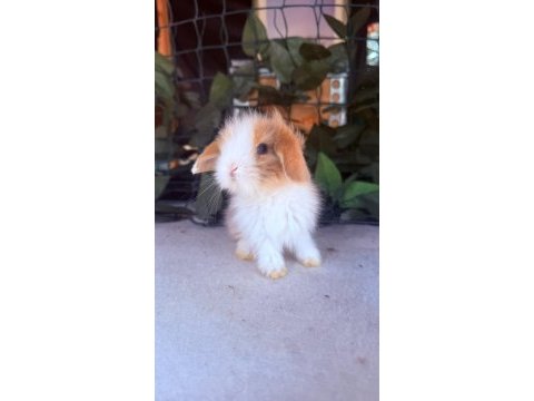 Safkan hollanda teddy lop tavşanlar