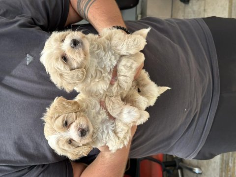 Sağlıklı orijinal maltipoo