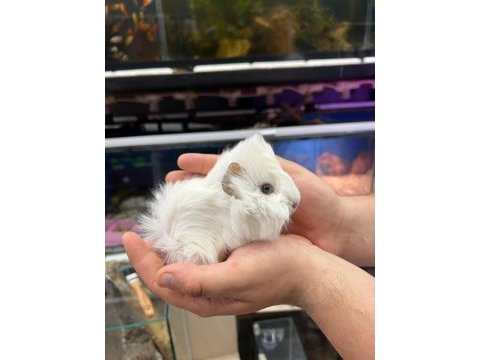 Guinea pig yavrularımız adrese teslim