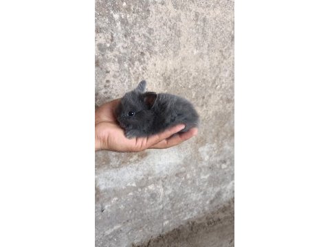 Safkan netherland dwarf yavru tavşan