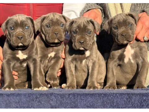 Çiftliğin efsane cane corso yavruları kapıda ödemeli