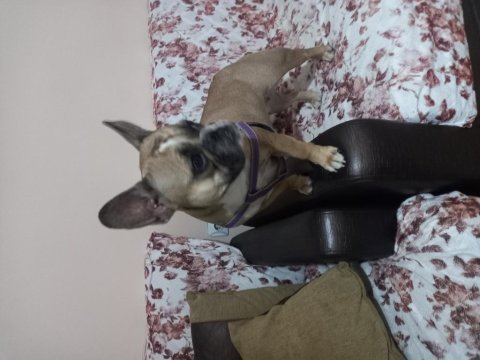 15 aylık dişi french bulldog hiç eşleştirilmemişştir