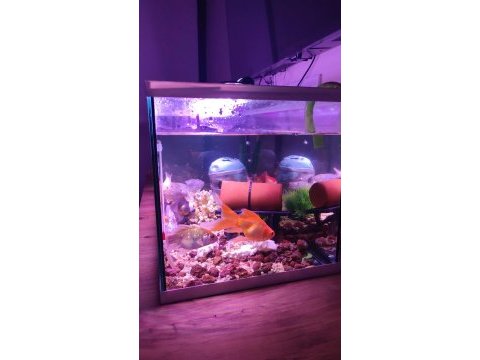 Japon balığı ve oranda büyükte var japon avuç kadar