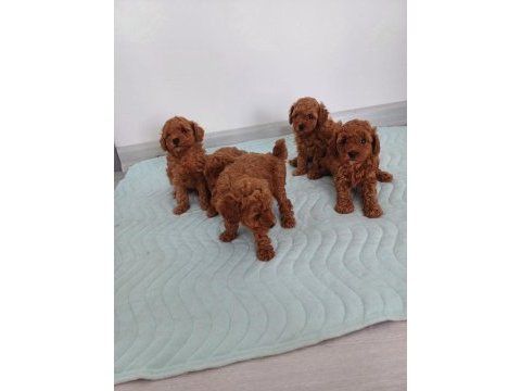 Show kalite kore toy poodle ziyarete açık