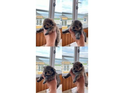 Erkek dişi pomeranian boo yavrular
