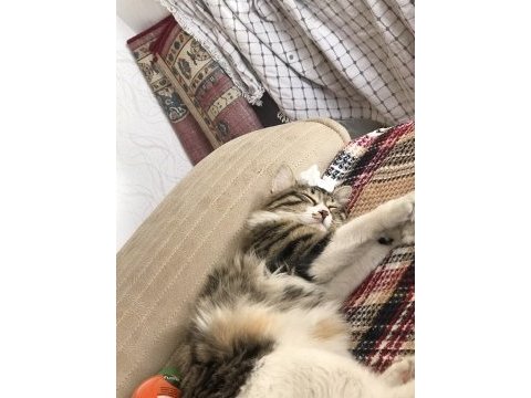 Acil 6 aylık tüyü yumuşacık dişi tekir