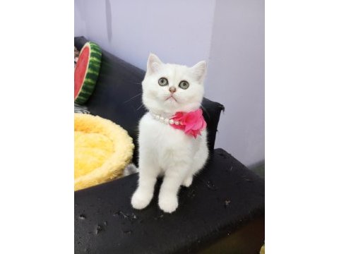 Safkan silver chinchilla rengi yavrular catteryden