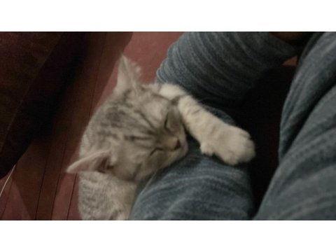 British shorthair 4 aylık