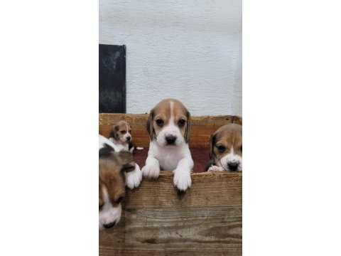 Beagle yavrularımız ırk garantilidir