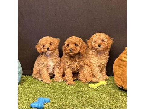 Safkan toy poodle yavruları ırk garanti ücretsiz teslimat