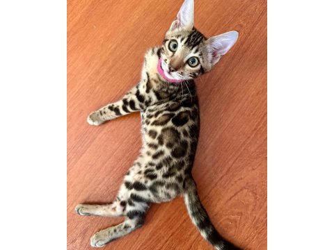 Elite bengal kittens