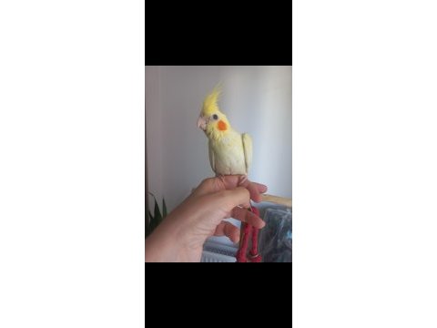 Full evcil ısırmaz sultan papağanı yavrusu
