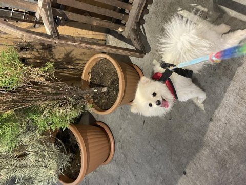 Pomeranian kısır aşıları tam