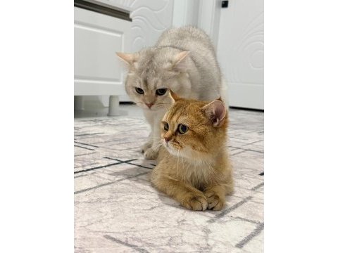 1 yaşında dişi british