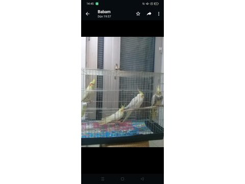 Kuşçu hüseyinden sultan papağanları