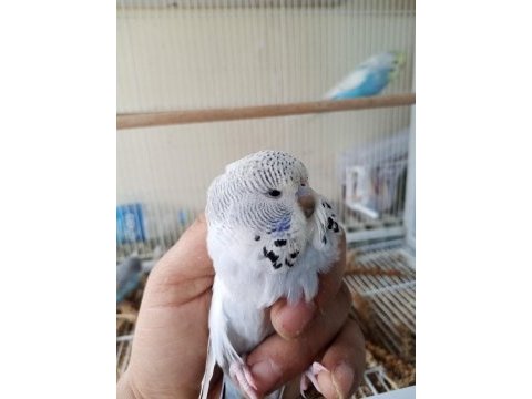 Jumbo şov muhabbet kuşu yavrular