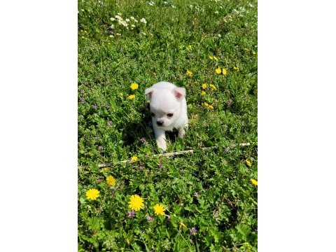 Mükemmel teacup chihuahua erkek yavru
