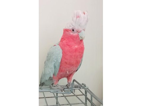 Evcil gül kakadu papağanı
