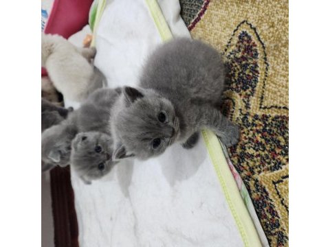 Müthiş güzellikte ev ortamından scottish fold