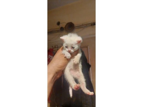 Sevimli british shorthair bebiş