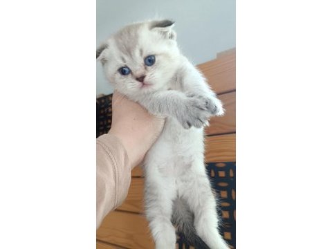 British shorthair yavrular sahiplendirilecektir