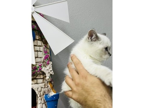 Safkan british shorthair bebekler