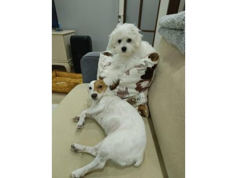 8 aylık orjinal dişi maltese terrier