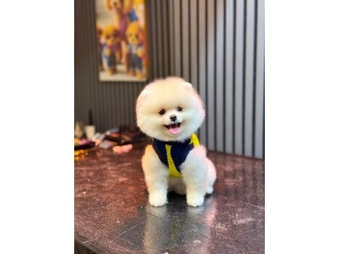 Sağlık ve ırk garantili pomeranian yavru