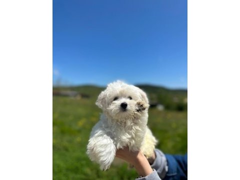 Show kalitede maltese terrier yavrularımız