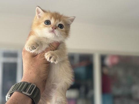Ankaranın en elit golden british shorthair yavrusu