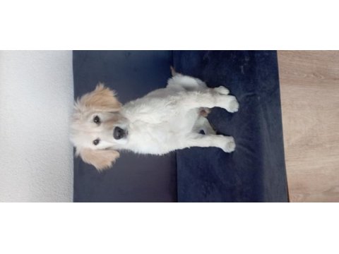 Golden retriever racky