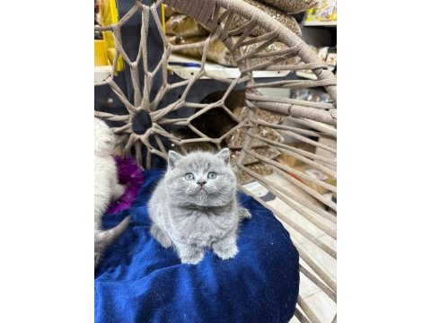 2 aylık british shorthair yavru kedilerimiz