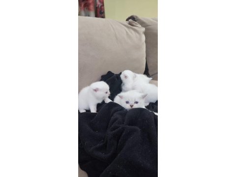 Beyaz yavru scottish fold